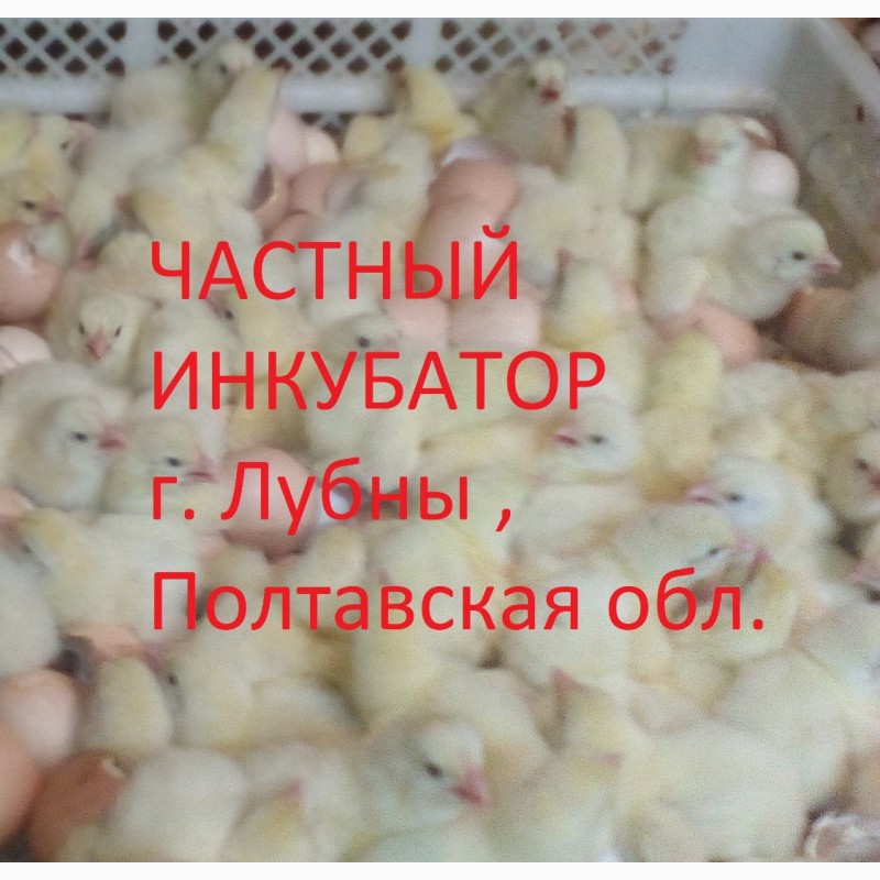 Фото 2. Суточные цыплята бройлера КОББ 500, РОС 308