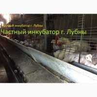 Суточные цыплята бройлера КОББ 500, РОС 308