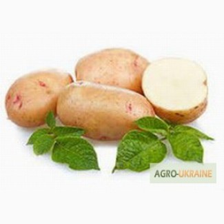 Семенной картофель от ФХ УкрАгро-Дар