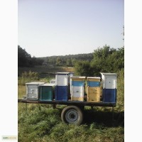 Продам ( вулики )улий с пчёлами на платформе