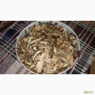 Карпатские Белые сушенные грибы 2016 г