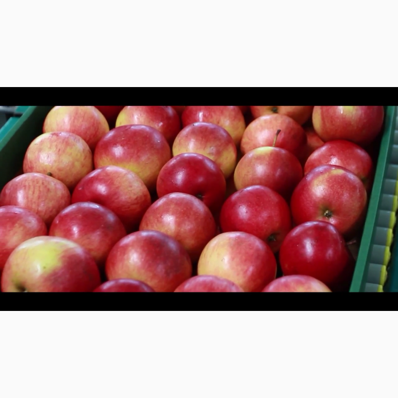 Фото 2. Предлагаем на продажу яблоки из Польши