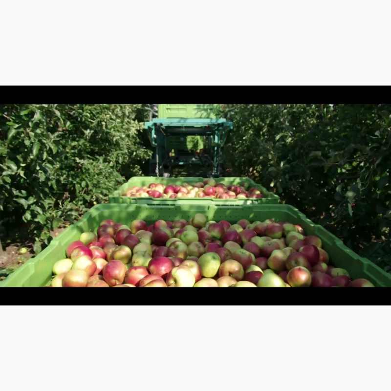 Фото 3. Предлагаем на продажу яблоки из Польши