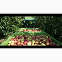 Предлагаем на продажу яблоки из Польши