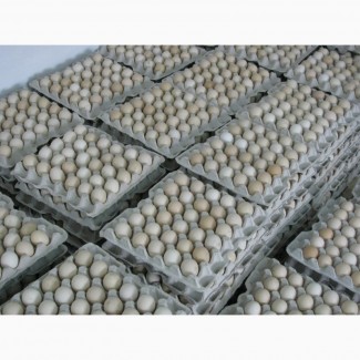 Продам яйце інкубаційне бройлер Росс-308