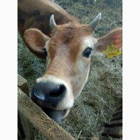 Продам молоко козине та коров*яче та продукти його переробки (опт та роздріб)