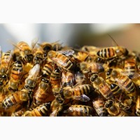 Продам пчелопакет украинская степная