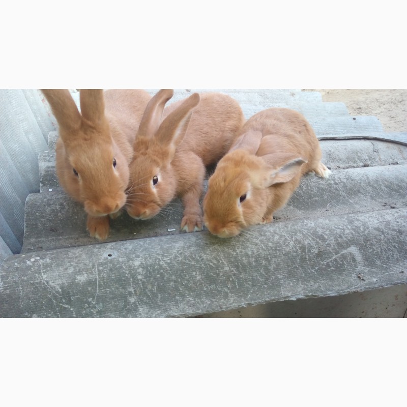Продаю кролі новозеландські