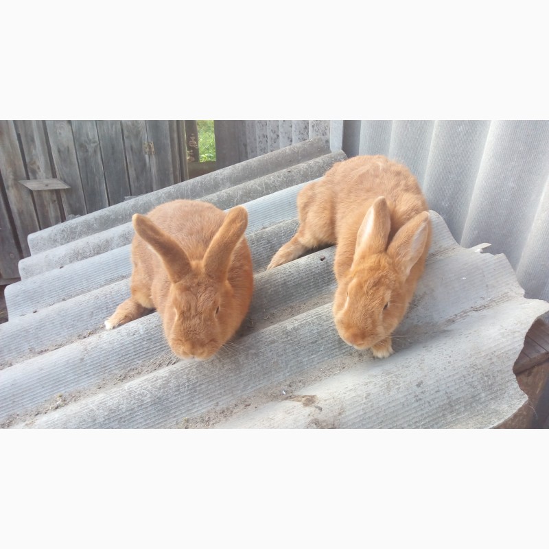 Фото 2. Продаю кролі новозеландські