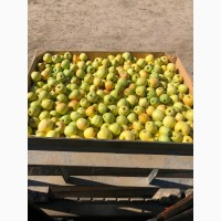 Фермерське господарство реалізує (РВАНЕ) яблуко для переробки