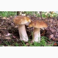 Куплю свежие белые грибы