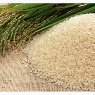 Продам рис сорт Османджик, Виконт урожай 2018 г