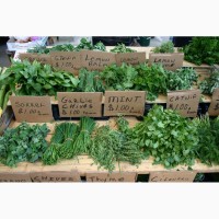 Ищем поставщиков зелени и овощей