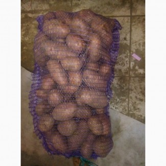 Куплю бюджетный (2 сорт) картофель от 20 тонн