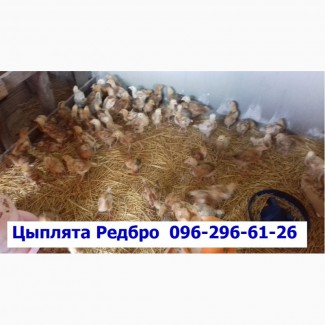 Суточные цыплята Редбро сезон 2019