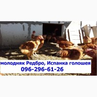 Суточные цыплята Редбро сезон 2019
