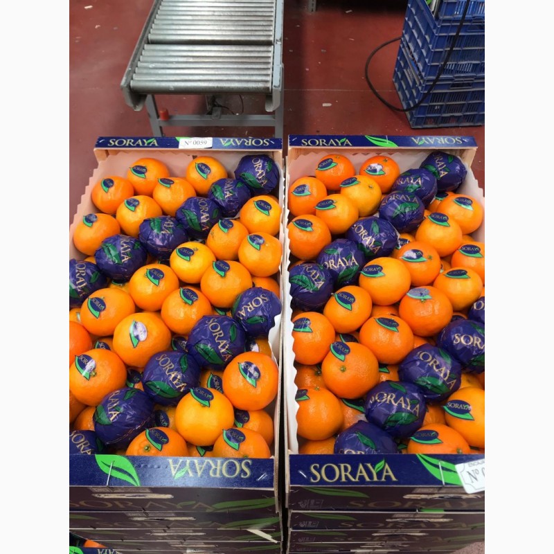 Фото 2. Мандарины и апельсины из Испании. Прямые поставки