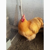 Куры фавероль инкубационное яйцо, цыплята