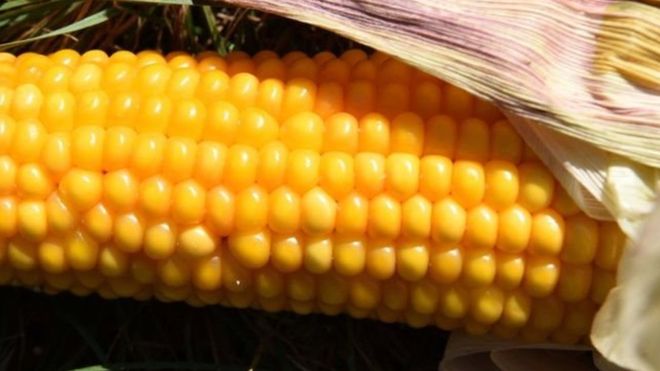 Фото 2. Семена кукурузы Канадский трансгенный гибрид SEDONA BT 166 ФАО 180