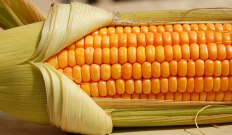 Фото 3. Семена кукурузы Канадский трансгенный гибрид SEDONA BT 166 ФАО 180