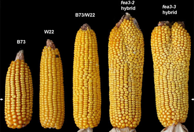 Фото 4. Семена кукурузы Канадский трансгенный гибрид SEDONA BT 166 ФАО 180