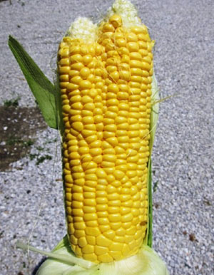 Фото 6. Семена кукурузы Канадский трансгенный гибрид SEDONA BT 166 ФАО 180