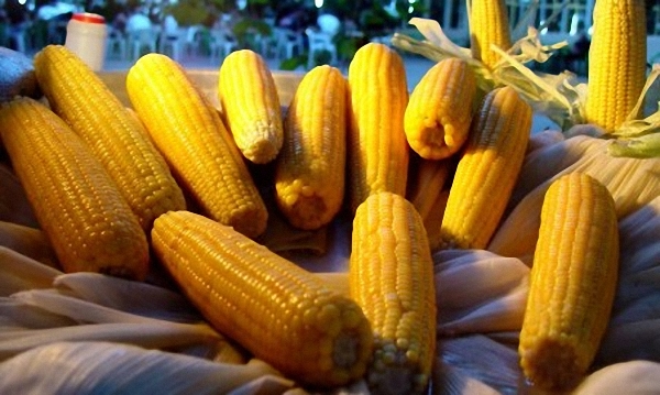 Фото 7. Семена кукурузы Канадский трансгенный гибрид SEDONA BT 166 ФАО 180