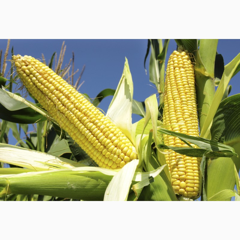 Фото 8. Семена кукурузы Канадский трансгенный гибрид SEDONA BT 166 ФАО 180