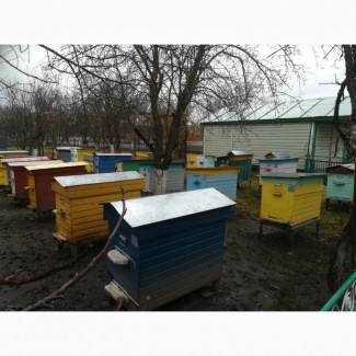 Бджолопакети на українську рамку
