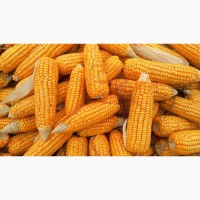 Семена Кукурузы Канадской селекции Джи Хост(G Host) и другие