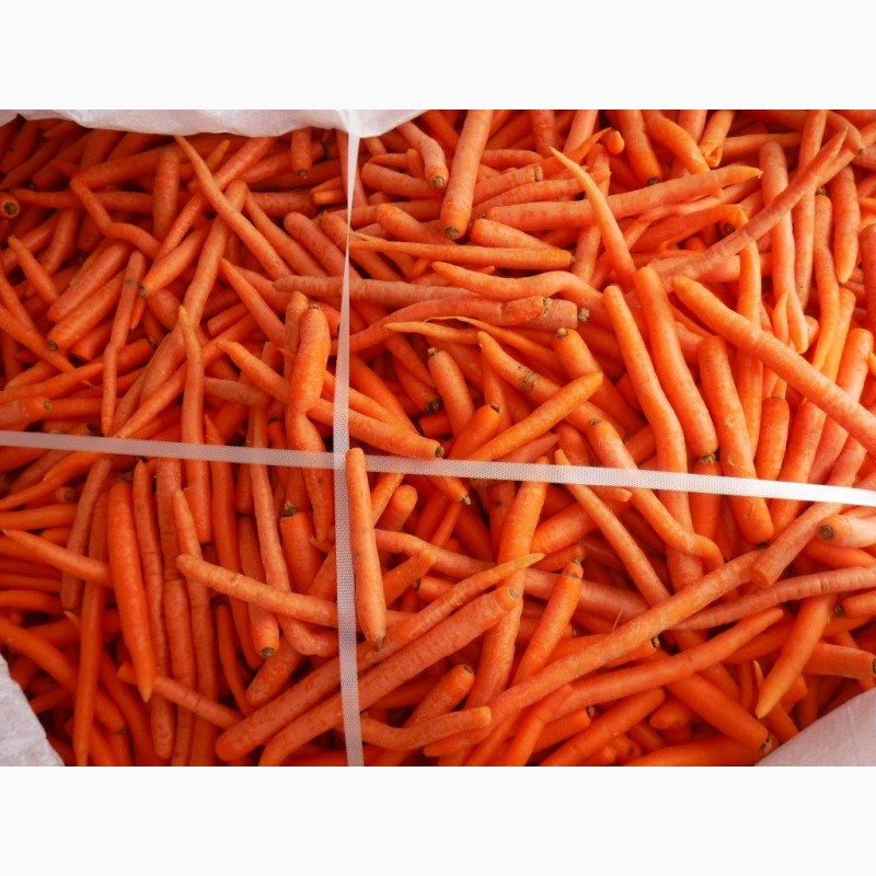 Фото 4. Морковка для производства снеков