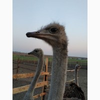 Продам страуси
