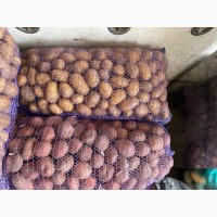 Продам середню картоплю
