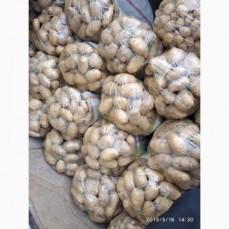 Картошка молодая из солнечного Узбекистана