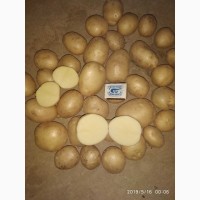 Картошка молодая из солнечного Узбекистана