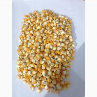 White and Yellow Corn for sale