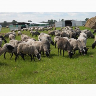 Овцы, бараны 90р/кг