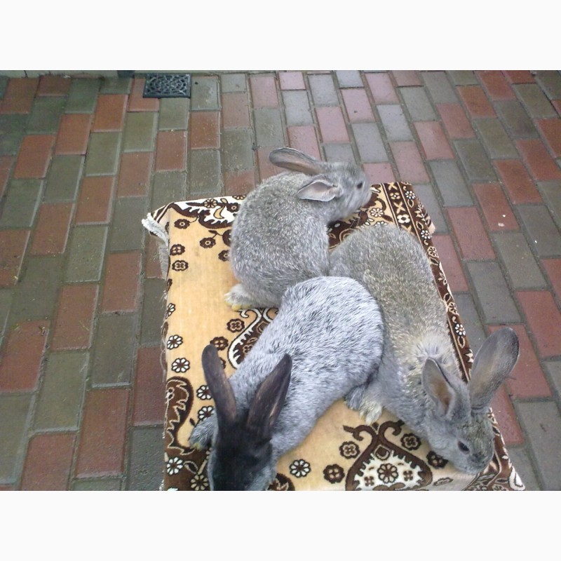 Фото 3. Кролі породи Каліфорнія.Полтавське срібло.Радянська шиншила(велика).Панони