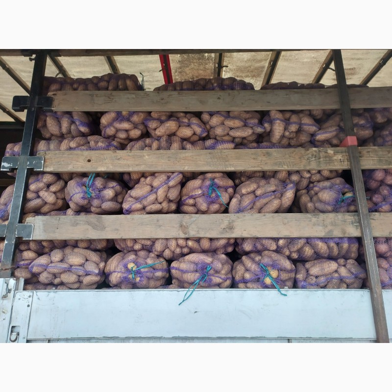 Фото 2. Продам картоплю, сорт Гранада
