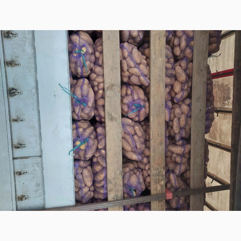 Фото 3. Продам картоплю, сорт Гранада