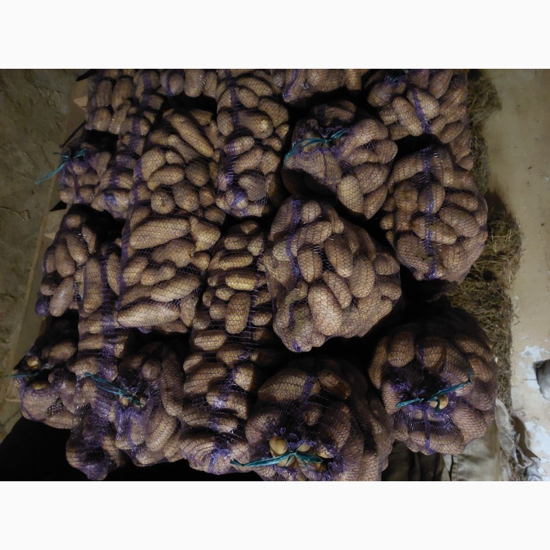 Фото 4. Продам картоплю, сорт Гранада