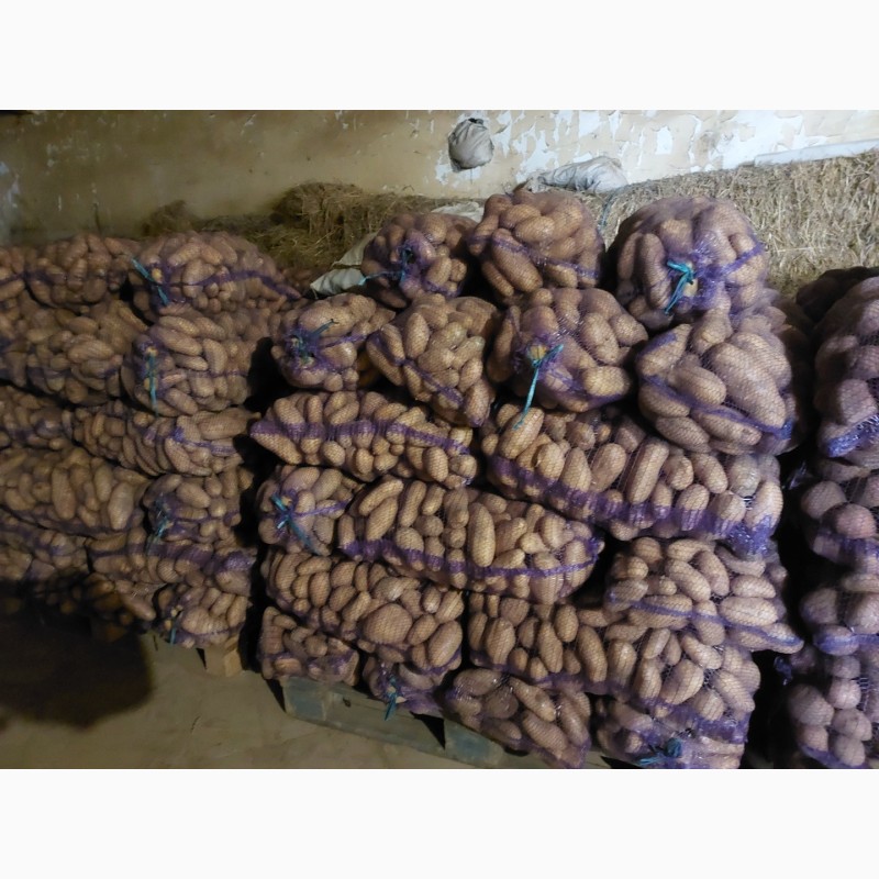 Фото 7. Продам картоплю, сорт Гранада