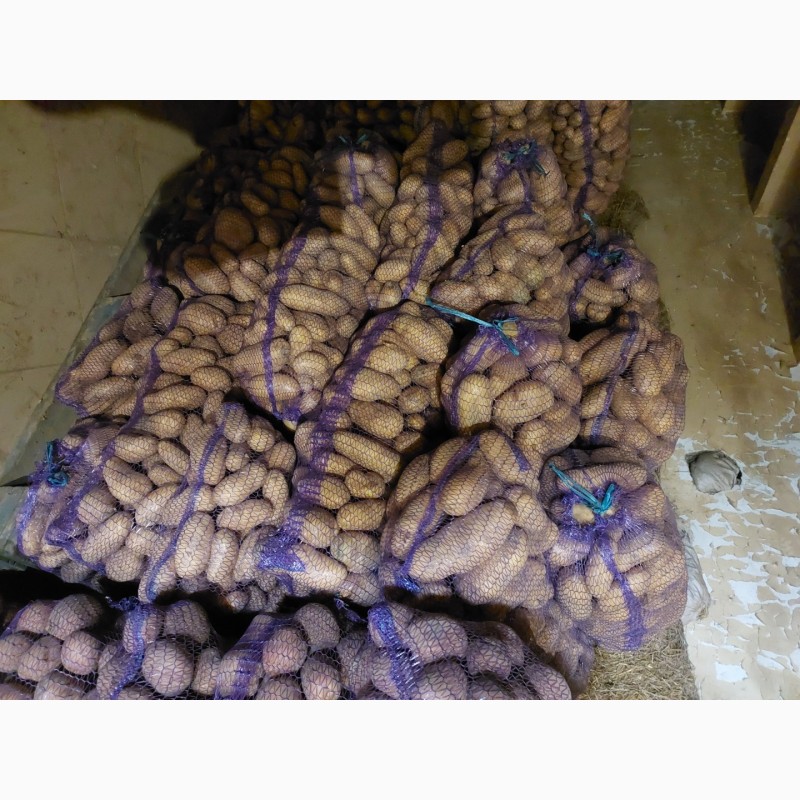Фото 9. Продам картоплю, сорт Гранада