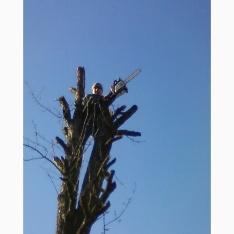 Фото 5. Зрізання обрізка дерев Подрібнення гілок Розчищення ділянок Демонтаж