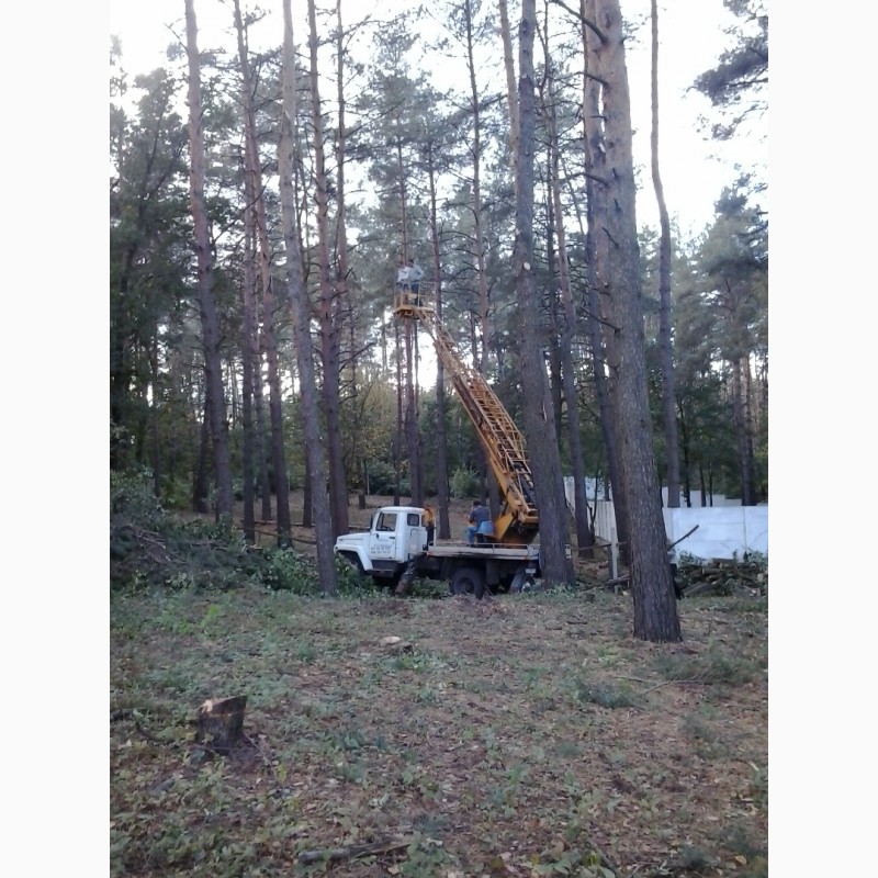 Фото 6. Зрізання обрізка дерев Подрібнення гілок Розчищення ділянок Демонтаж