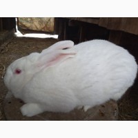 Продам кролів породи термонська біла
