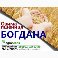 Распродажа до 10 / 07 - Семена озимой пшеницы от производителя! Сорт Лира (элита)