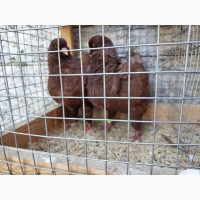 Продам голуби мясних порід: Кінги, Тексани, Хуббели