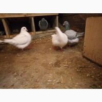 Продам голуби мясних порід: Кінги, Тексани, Хуббели