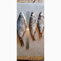 Сушено-в#039;ялена рибка малого посолу